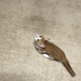 子猫達の運動会！の画像