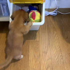 さんちゃんベビー♡ロック遊ぶの画像