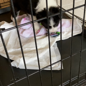 初のおもちゃの画像