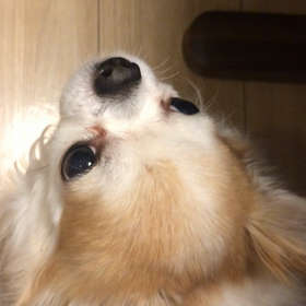 おねだりチワワの画像