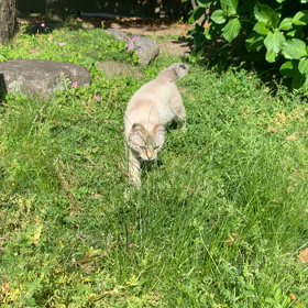 癒しのひとときの画像