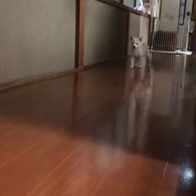 ウメちゃん走るの画像