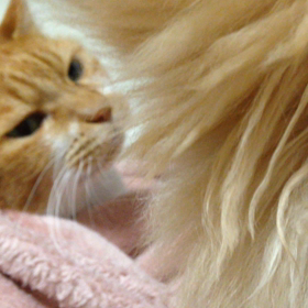 いつかのコタチビの画像