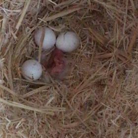 サザナミインコペア1号の勝ち✌︎('ω')✌︎の画像