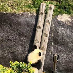 人工授精とパンダの画像