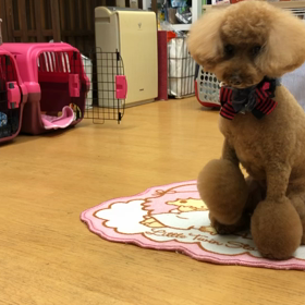 マロン編②の画像