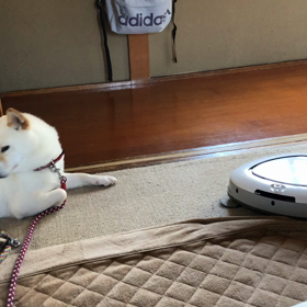 邪魔ですの画像