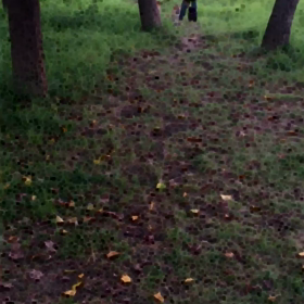 ぴょんぴょんの画像