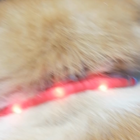 おはようございます❗未来丸の朝散歩、順調に進んでいます。今日は2回目のしつけ訓練。伏せの完成を目の画像