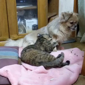 わんこ母さんに甘えるあずきです。の画像