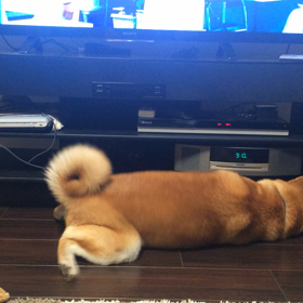 続 がんばるはなの画像