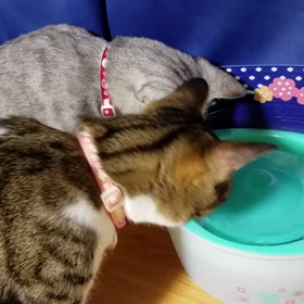 ピュアなＯ＆こまめ＋αの画像