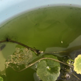 メダカさん(*´꒳`*)の画像