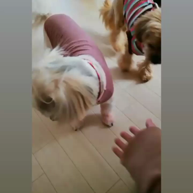 ボクも・・・の画像