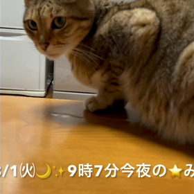 愛しい子にゃんこฅ•ω•ฅの画像