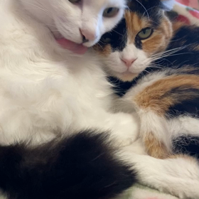 海向こうと関係なく平和なの画像