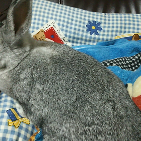 爪切り後の画像