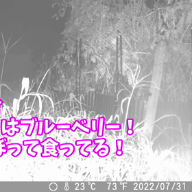 すぎぴたんの事件簿シーズン2　355話（ブルーベリーの危機）の画像