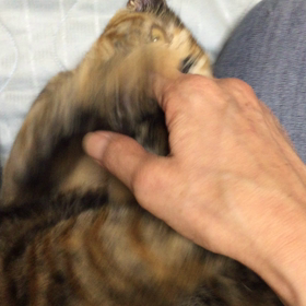 琥珀のガブガブの画像