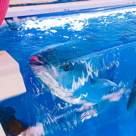 旬の味 ➖ぶりの画像