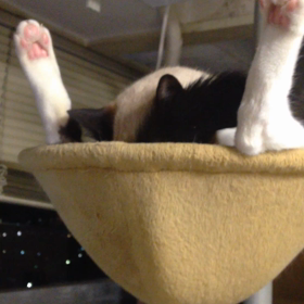 ちーぼん動画てすとの画像