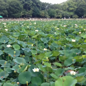長居植物園への画像