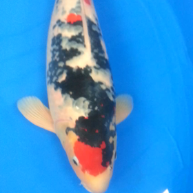 ほうおうの画像