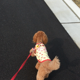 今日から通常通り（2m27d）の画像