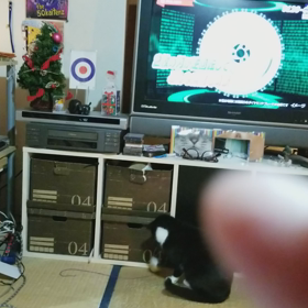 遊ぶこんぶの画像