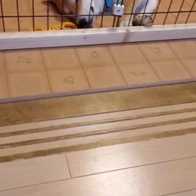 ウチの柴犬の爪切り…出禁食らう…の画像