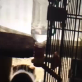 シロちゃん天国への画像