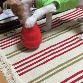 ベル君観察日記！の画像