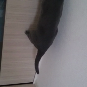 オープン THE ドア！の画像