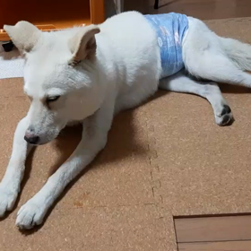 今日のシロくん 2の画像