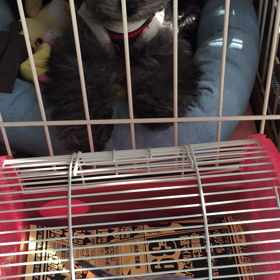 犬とインコ、仲良くなあれの画像