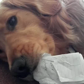 英語のお勉強ちてます！！の画像