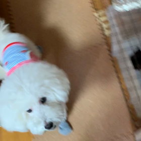 福ちゃんとの出会い　続編2の画像