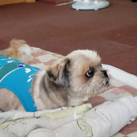 明日は義母が入所の画像