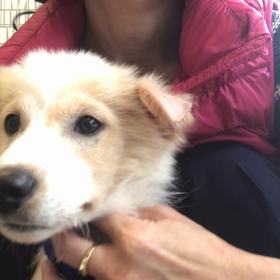 ワンちゃんやってきました！の画像