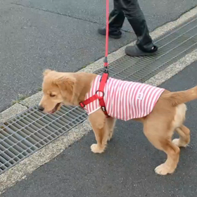 お散歩は楽しいネ〜の画像