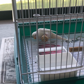 オーツ麦ボールの画像