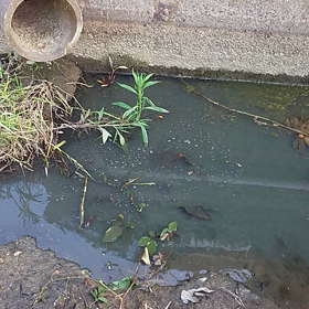 なんかいるぞの画像