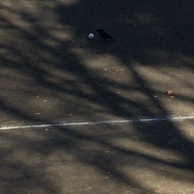 ずっと見ていたい、カラスの画像