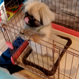 キレふわの画像