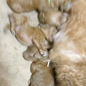 こつぶっ子生後4日の画像