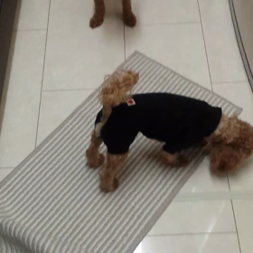 クンクン隊☆の画像