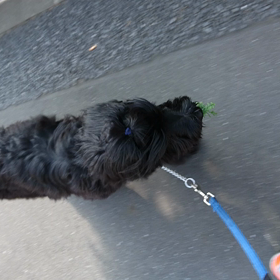 本日の収穫物の画像