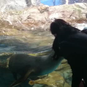 浅虫温泉水族館で！アシカと仲良くなりました！の画像