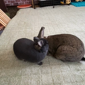 仲良く食べましょう♡の画像