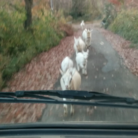 元気なヤギ子達(^-^)/の画像